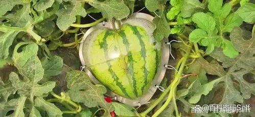 为什么会吃瓜,揭秘“吃瓜群众”现象背后的社会心理