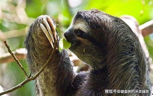 树懒吃瓜图,揭秘热带雨林中的悠闲生活