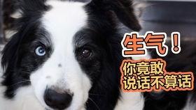 吃瓜狗磊,揭秘娱乐圈背后的那些事儿