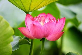 赏花赏月赏秋香 吃瓜,瓜田笑谈乐无边