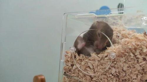 仓鼠吃瓜图片大全可爱,仓鼠吃瓜萌态大盘点