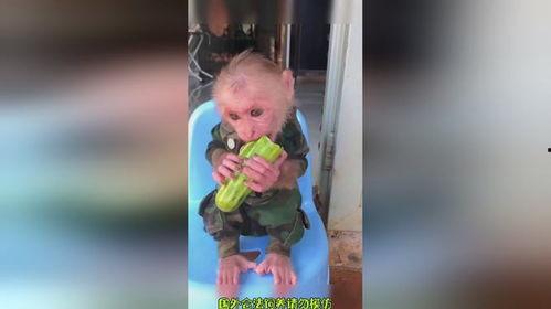 猴哥吃米瓜,米瓜盛宴之旅