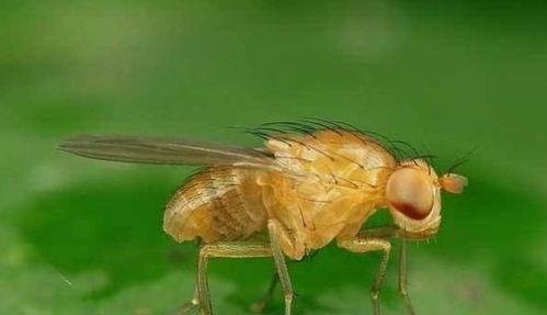 果蝇吃瓜的视频,瓜果盛宴中的欢乐时光