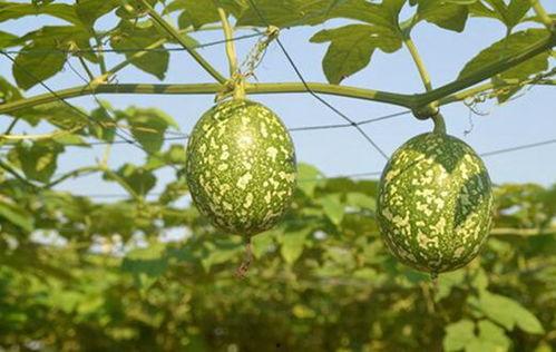 自己种的吊瓜可以吃吗视频