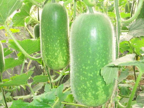 吃石头瓜视频大全,视频大全带你领略独特风味