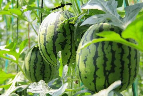 姑娘去摘西瓜吃瓜视频播放,姑娘摘瓜吃瓜视频走红网络