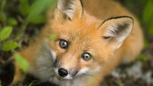 狐狸幼崽吃哈密瓜视频大全,萌态十足视频大盘点