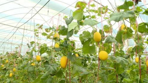 金香吃瓜最新视频网站在线观看