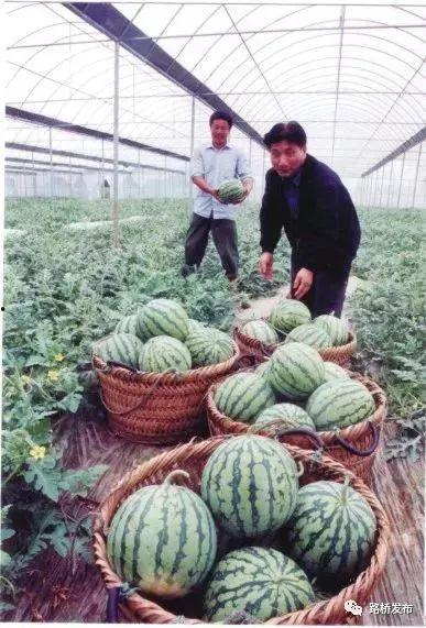 西瓜文化节吃瓜视频