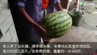有哪些吃瓜视频网站,一网打尽娱乐圈最新动态
